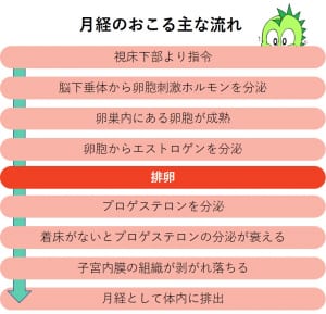 女性が男性よりも自律神経が乱れやすいのには理由がある 大阪でアトピー 頭痛 自律神経の不調ならオルソ鍼灸院 女性が男性よりも自律神経が乱れやすいのには理由がある 大阪でアトピー 頭痛 自律神経の不調ならオルソ鍼灸院